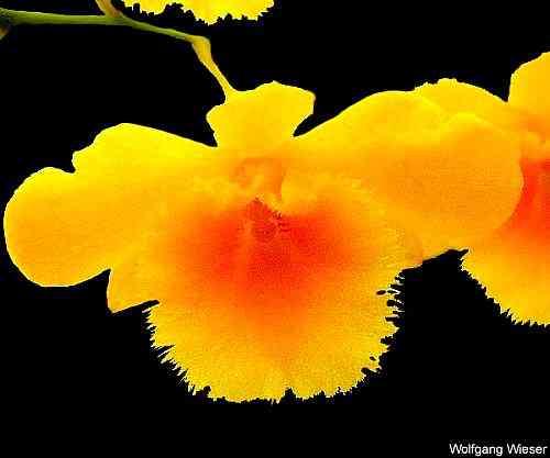 Dendrobium chrysotoxum